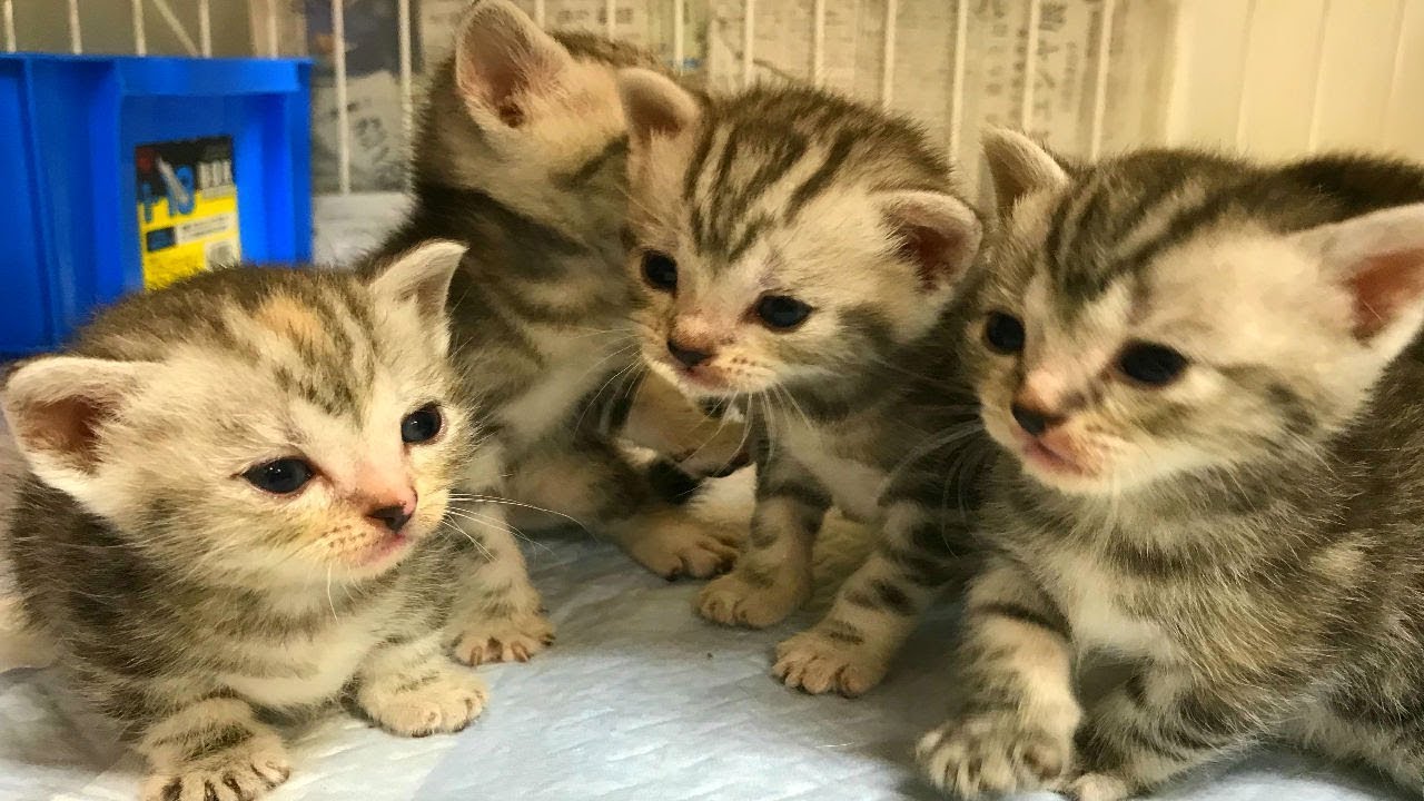 【かわいい子猫】産まれて初めてのご飯です！初めての味に戸惑う子猫がとってもキュート生後２３日ラムちゃんの子猫💕