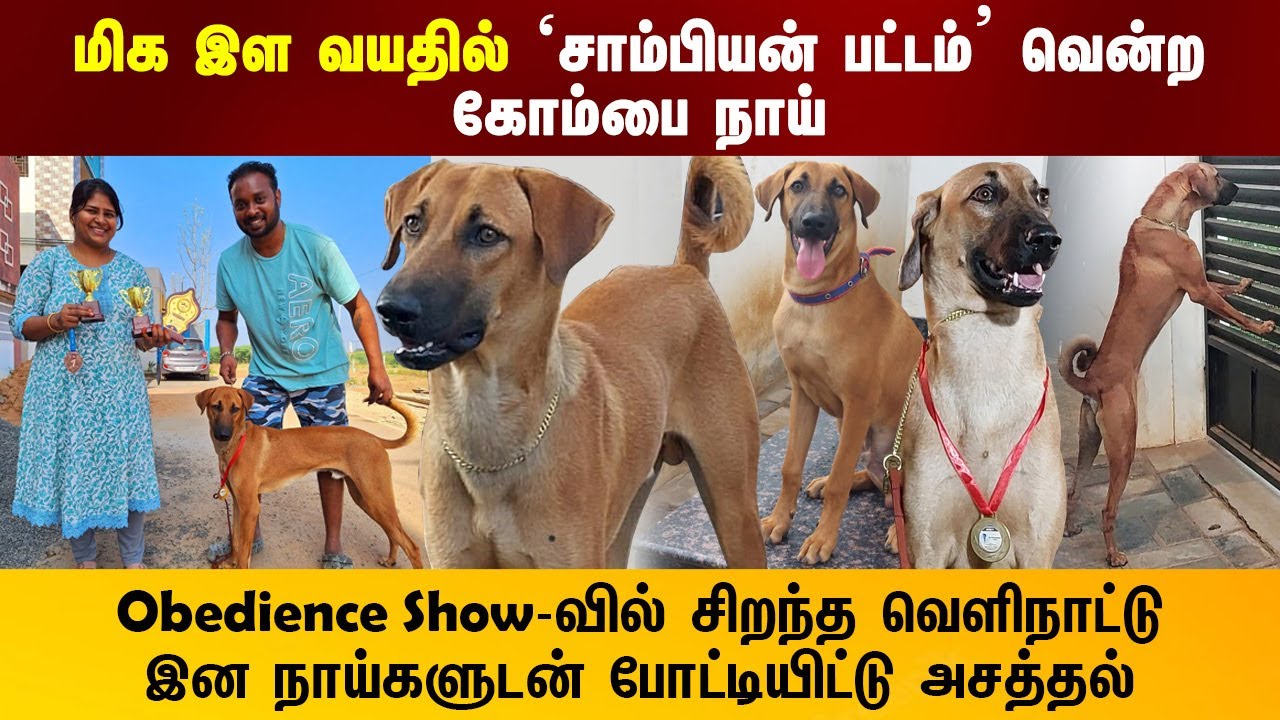 Kombai Dog | மிக இளம் வயதில் சாம்பியன் பட்டம் வென்ற கோம்பை  நாய் | |  Indian Dog Breed
