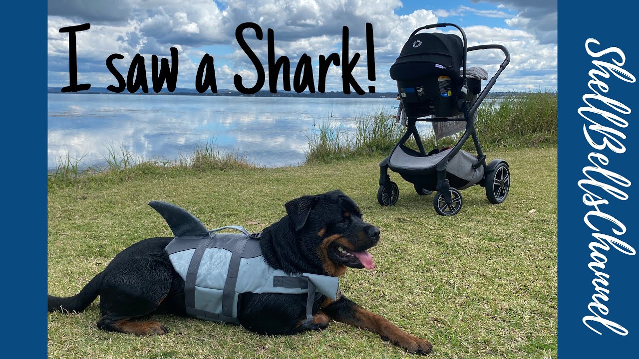 We saw a Shark in the Lake!