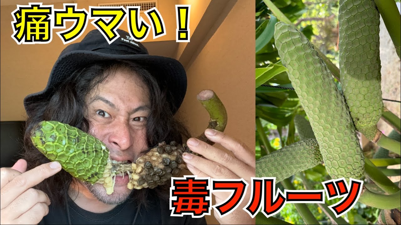 痛いけど美味い！毒に耐えながらモンステラの果実を食べる