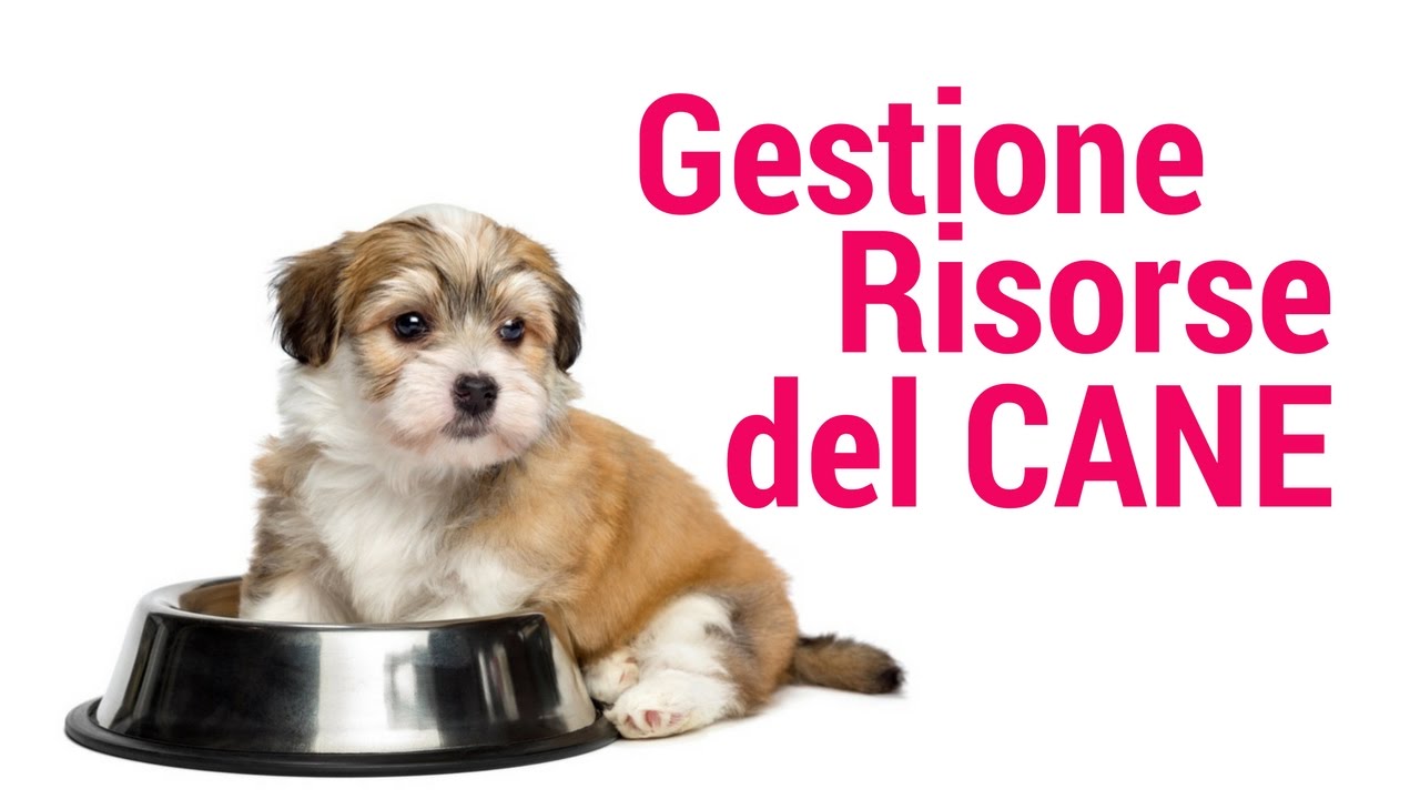 GESTIONE RISORSE DEL CANE