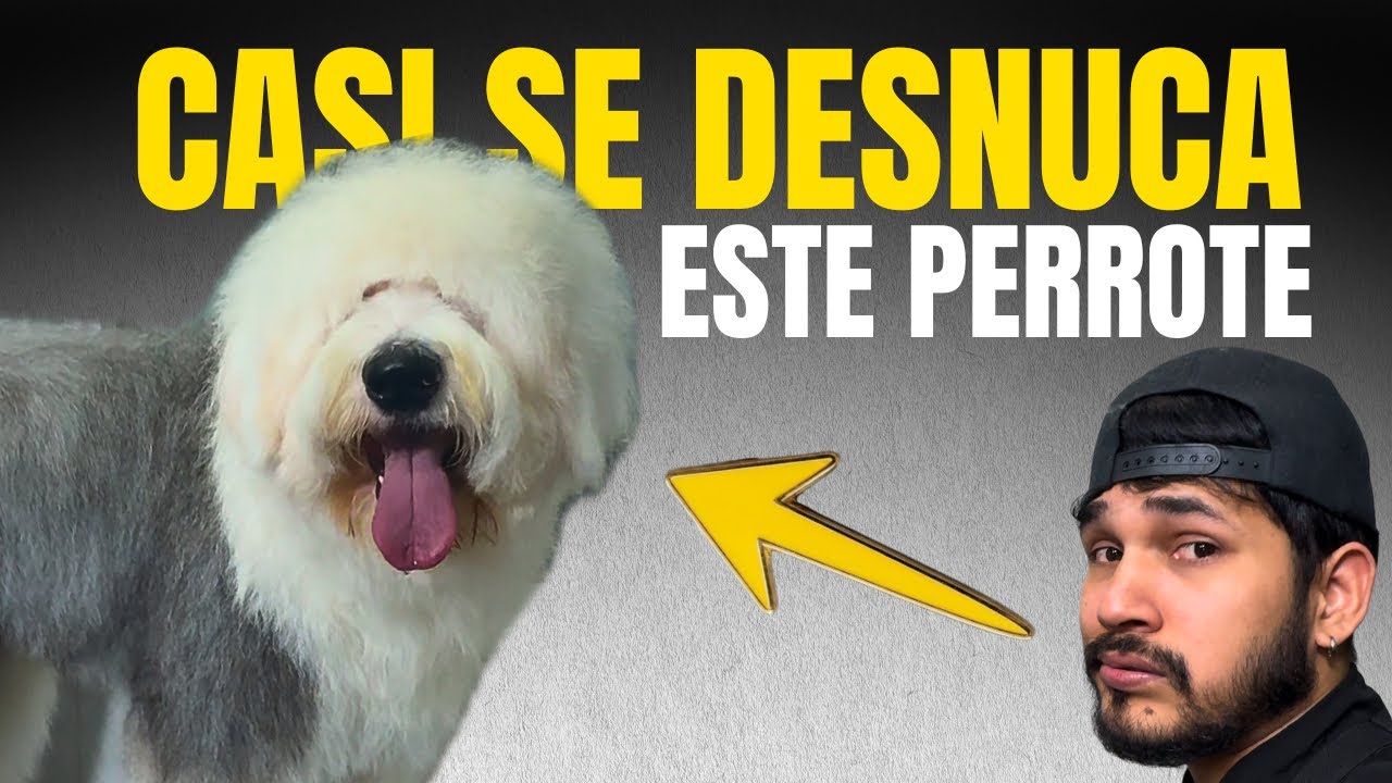 ESTE PERRO SE LANZA DE LA MESA Y CASI SALE MAL 😰 