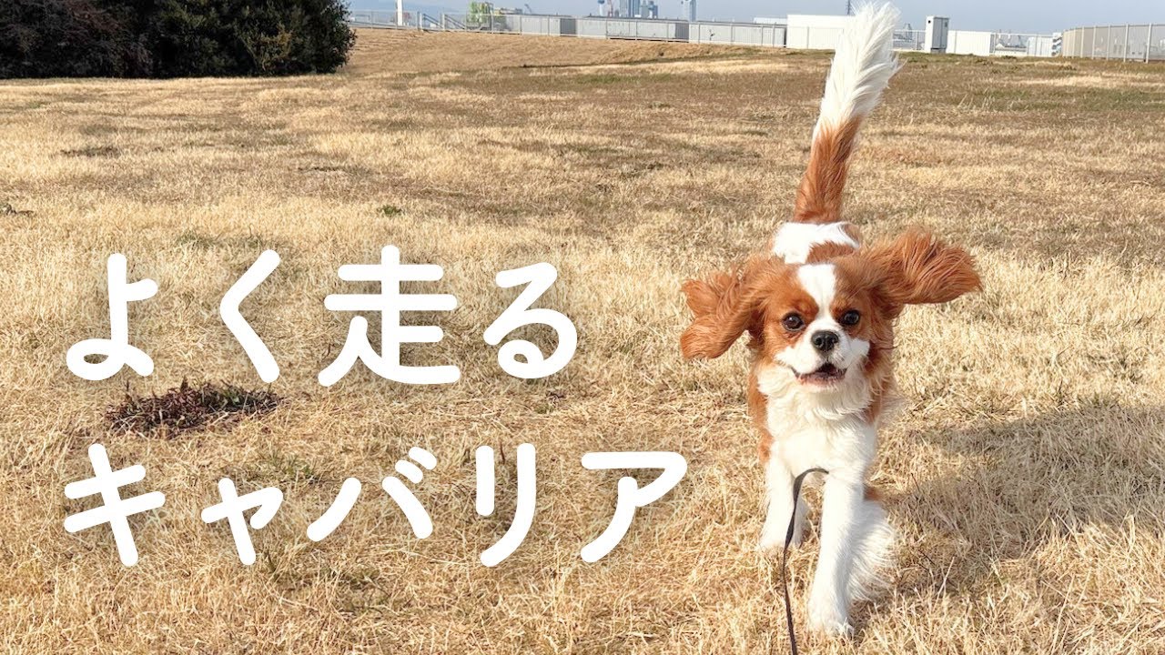 うちの愛犬は本当によく走ります【生後9ヶ月キャバリア】
