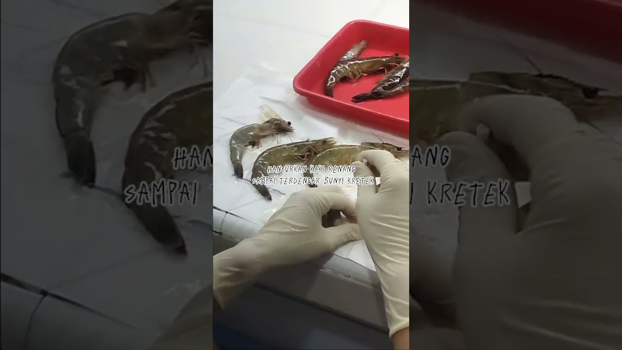 PENGECEKAN WSSV DENGAN TESKIT