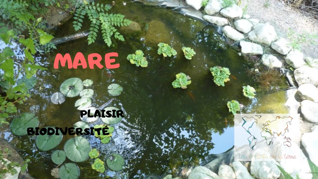 CREER UNE MARE, pour le plaisir des sens et la biodiversité