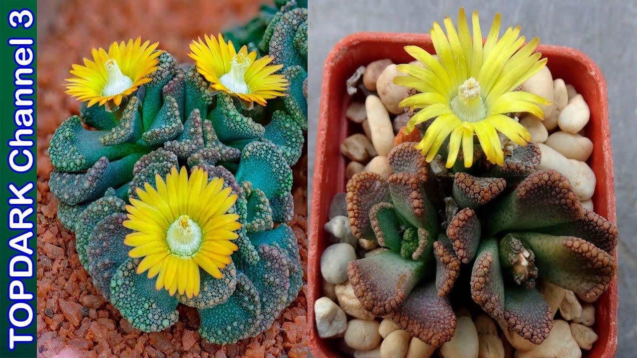 4 Variedades de Titanopsis muy Hermosas