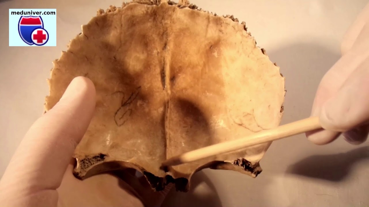 Anatomy of the frontal bone - meduniver.com