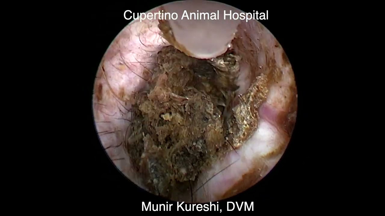 Deep Ear Cleaning in Pets