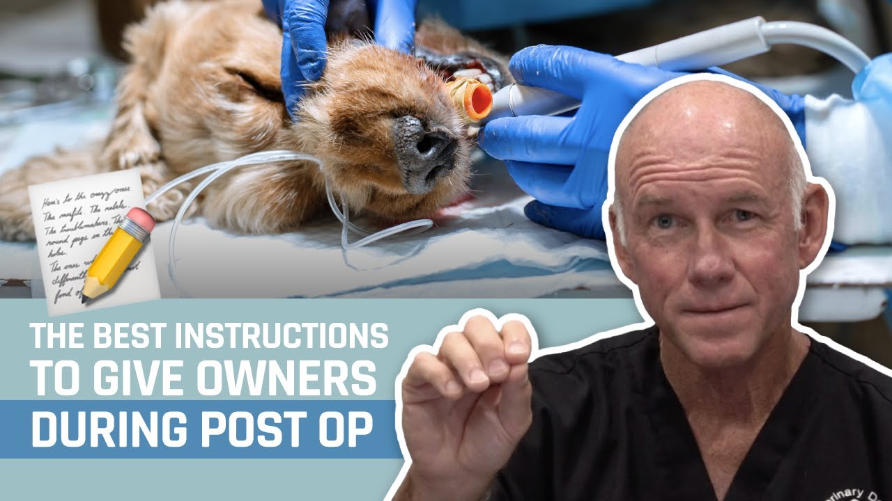What Post Op Instructions Do You Give Owners in Veterinary Dental Extractions?