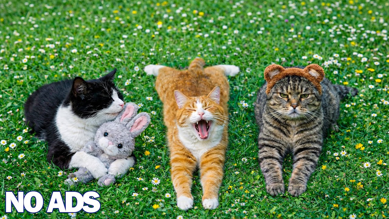 12 часов расслабляющей музыки для кошек 😻 Спокойная музыка для сна, снятия стресса ❤️ Кошачье ТВ