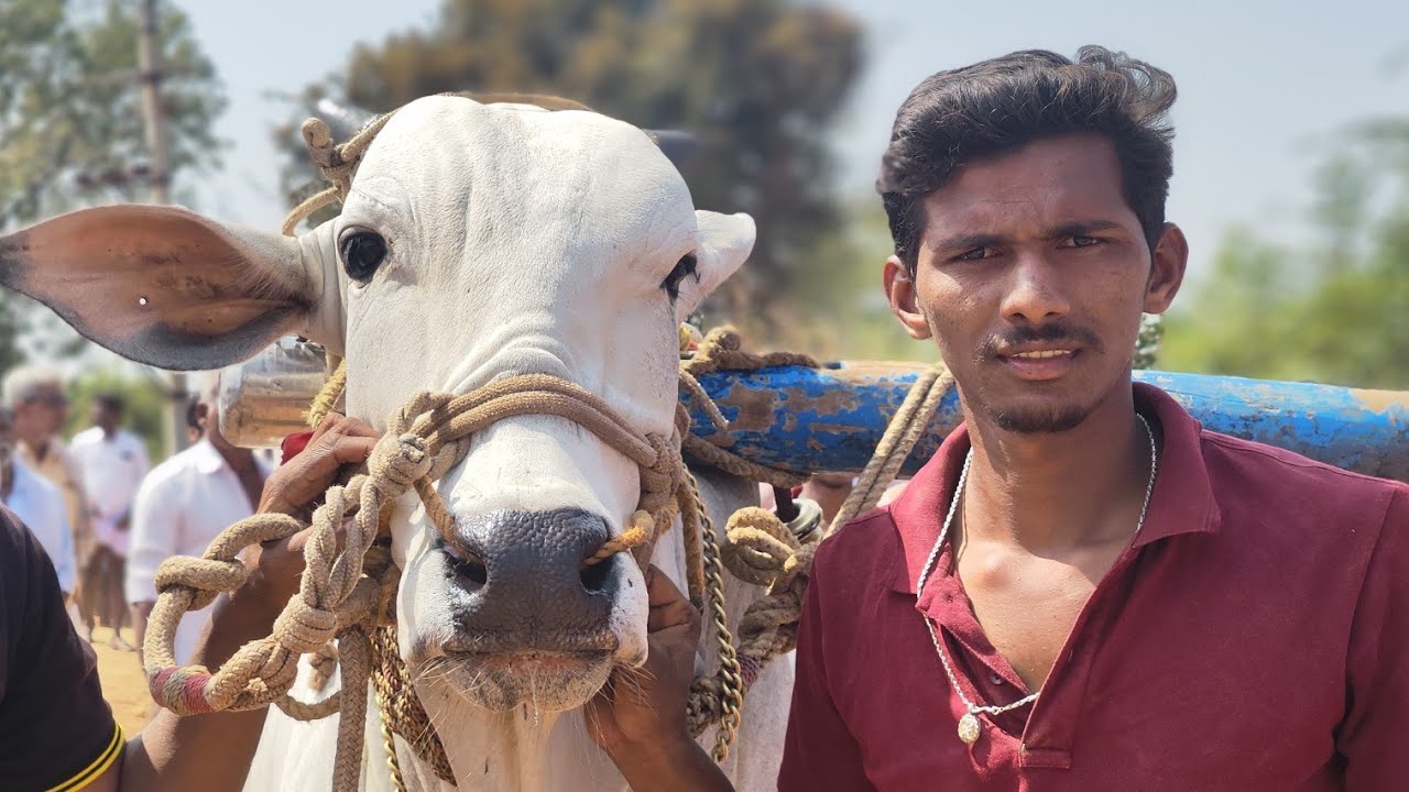 PR పల్లి  గ్రామం పాపిలి (మం) 4పళ్ళు 6వ జత గుండం చెన్నారెడ్డి 💥💥💥