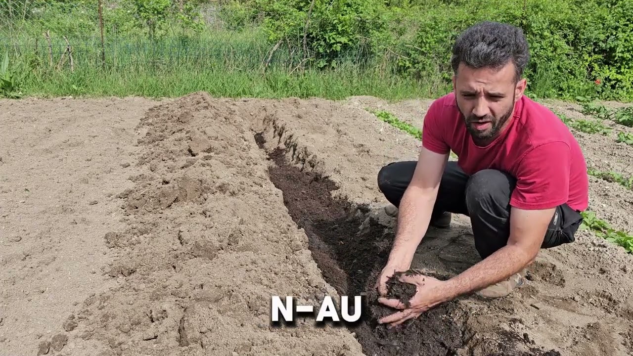 Cum se PLANTEAZA CARTOFII DULCI La Gradina Mea