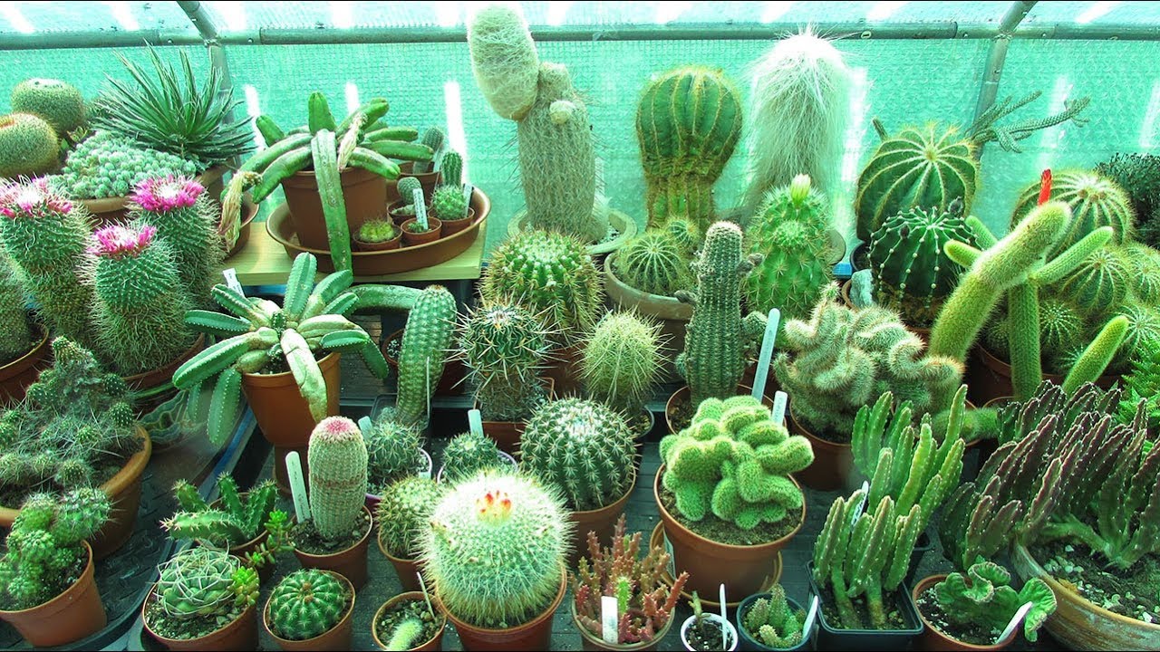 5 лучших кактусов для выращивания #cactus #cactusplants #cacti