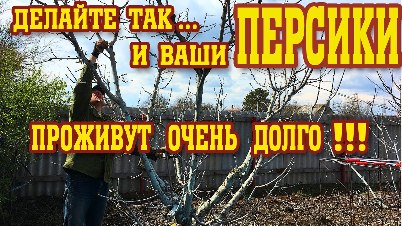 Как заставить ПЕРСИК долго жить!!!