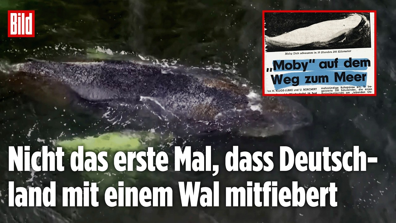 Wal-Drama wiederholt sich: Ostsee-Wal erinnert an &bdquo;Moby Dick