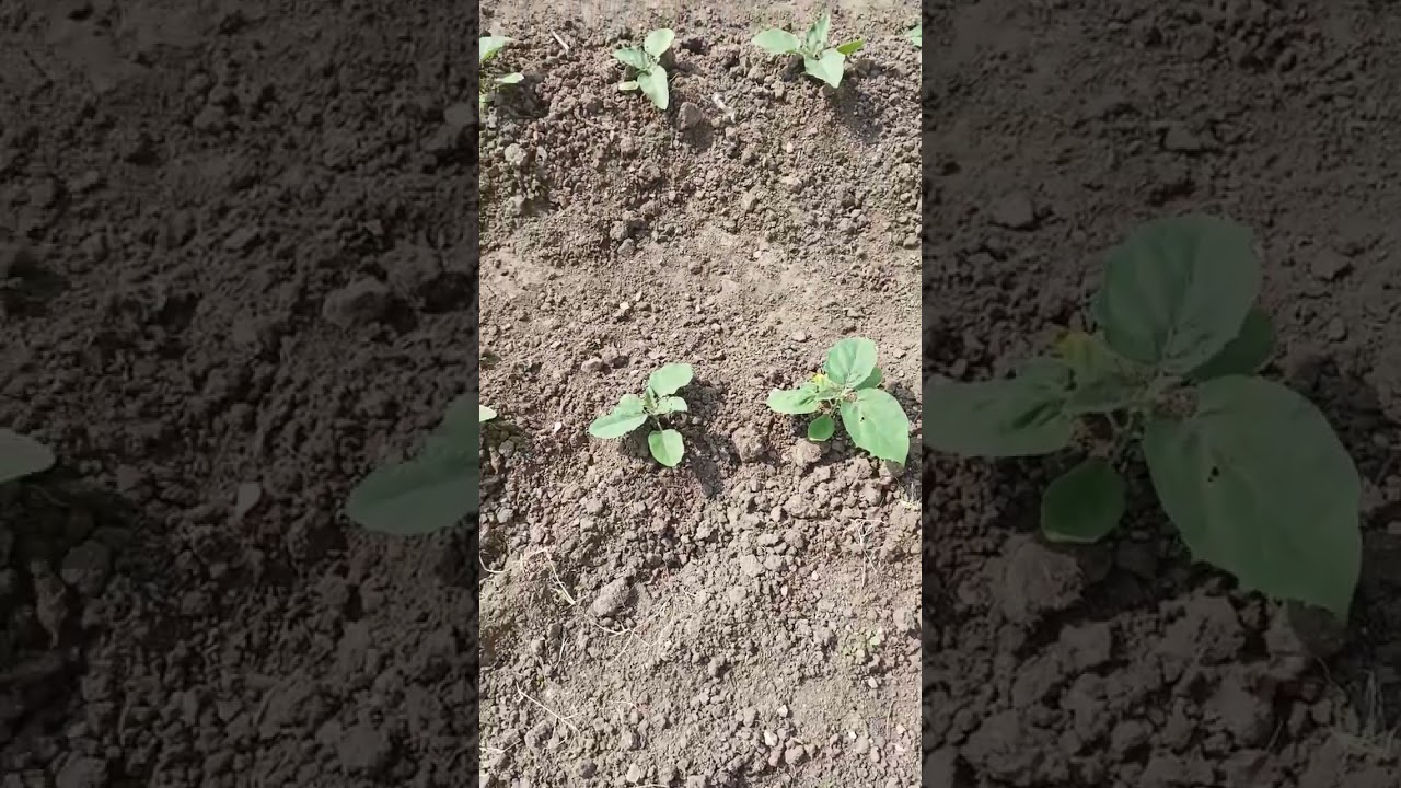 kathirikka thottam #agriculture #brinjal #kathirikai