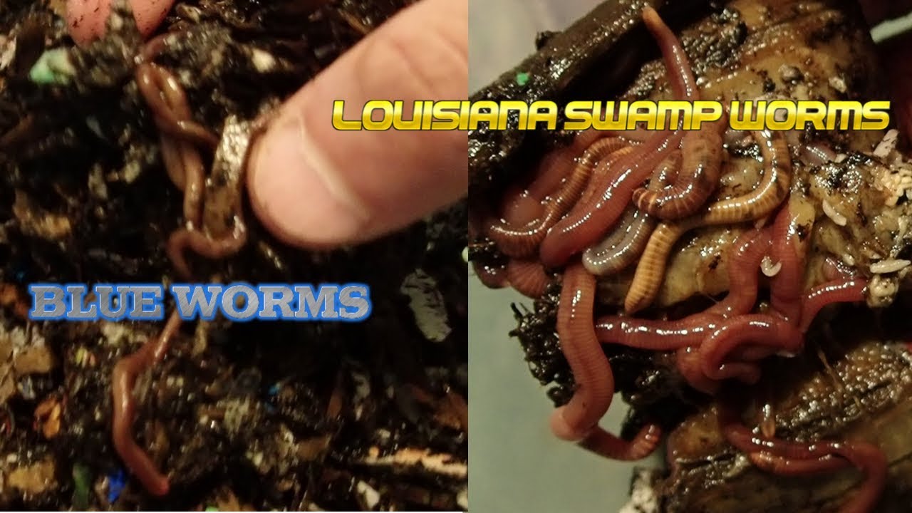 Blue Worms | Louisiana Swamp Worms Update 10-14-19