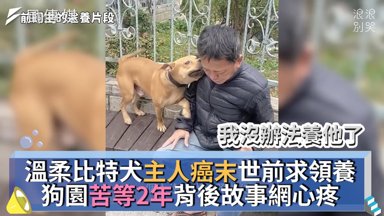 溫柔比特犬主人癌末世前求領養 狗園苦等2年背後故事網心疼