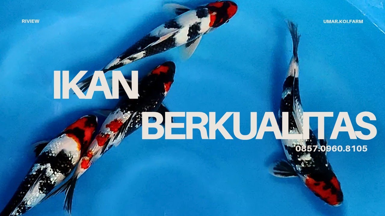 #part19 ‼️ASLI ISTIEWA‼️IKAN BERKUALITAS DARI JENIS SHOWA😍