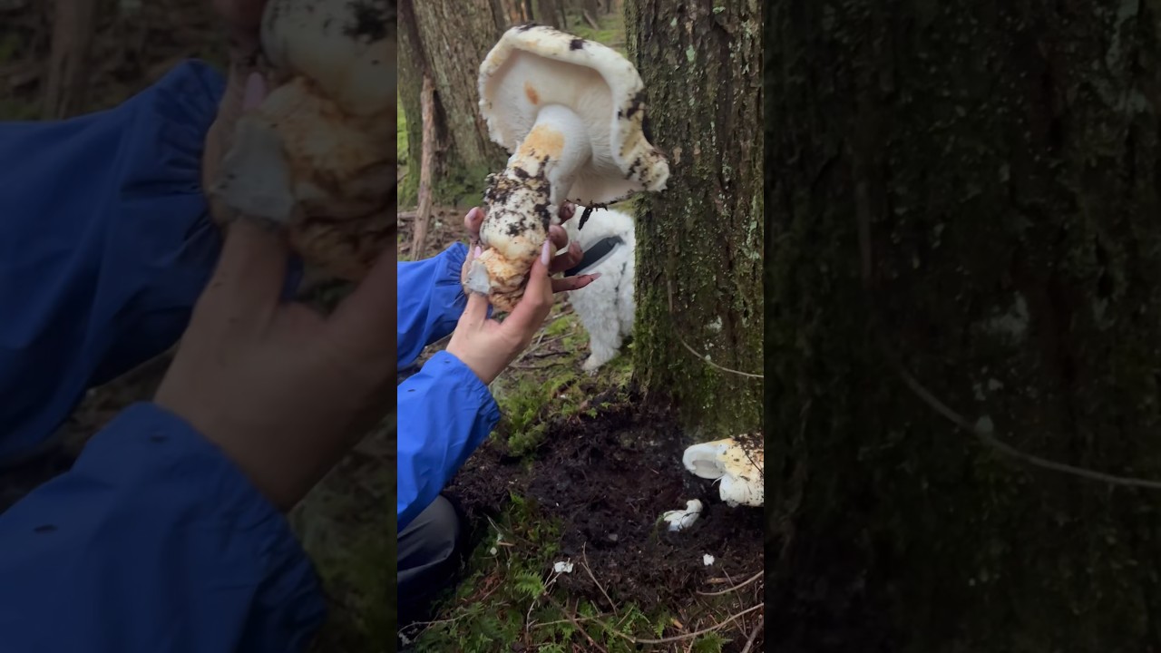 MASSIVE Pine Mushroom! Watch to the end 