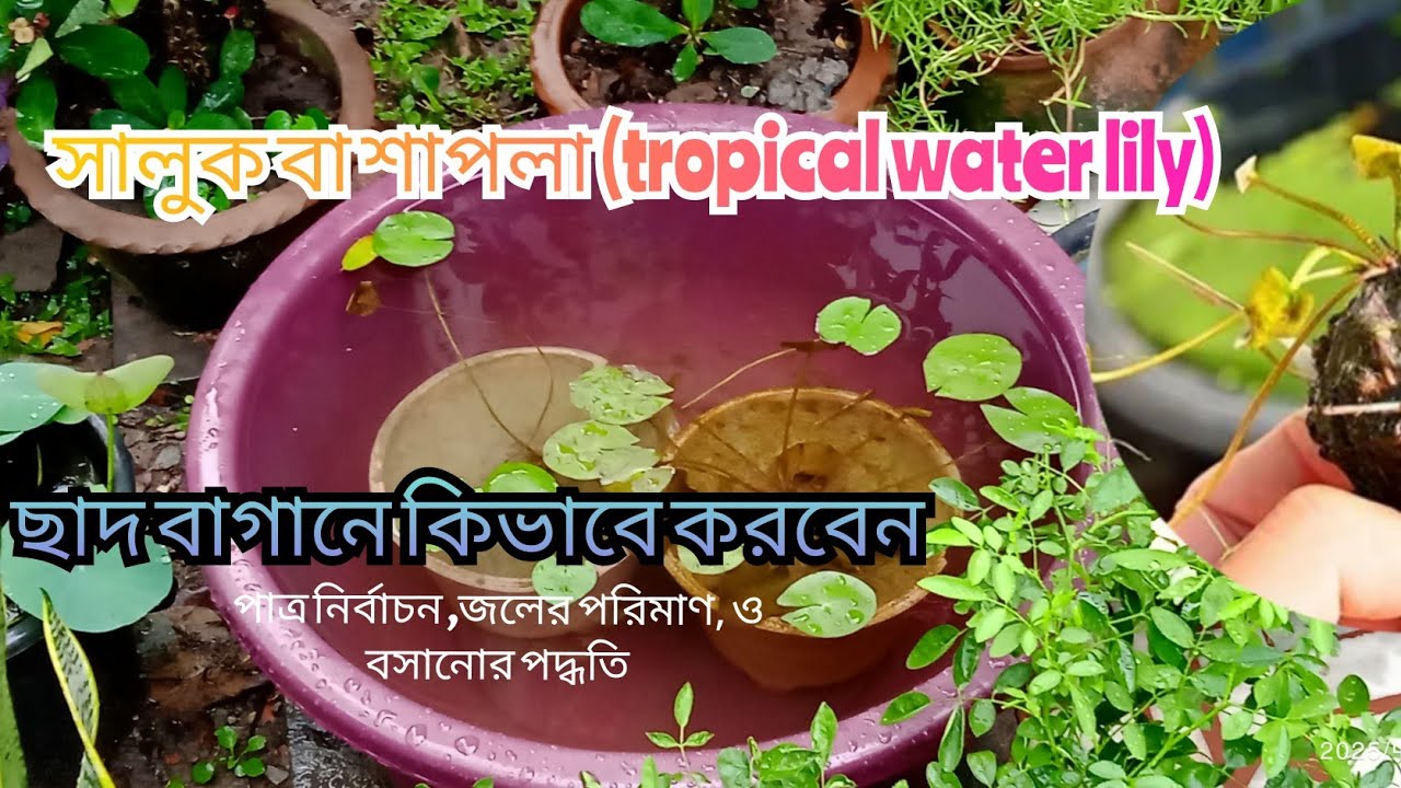 How to Grow Tropical Water Lilies/সহজ উপায়ে গামলাই করুন ওয়াটার লিলি #water lily