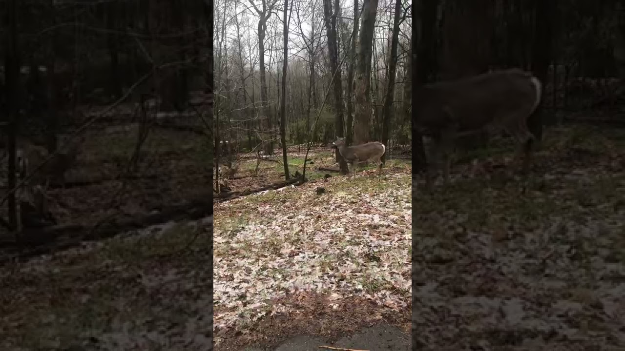 Deer Muscles
