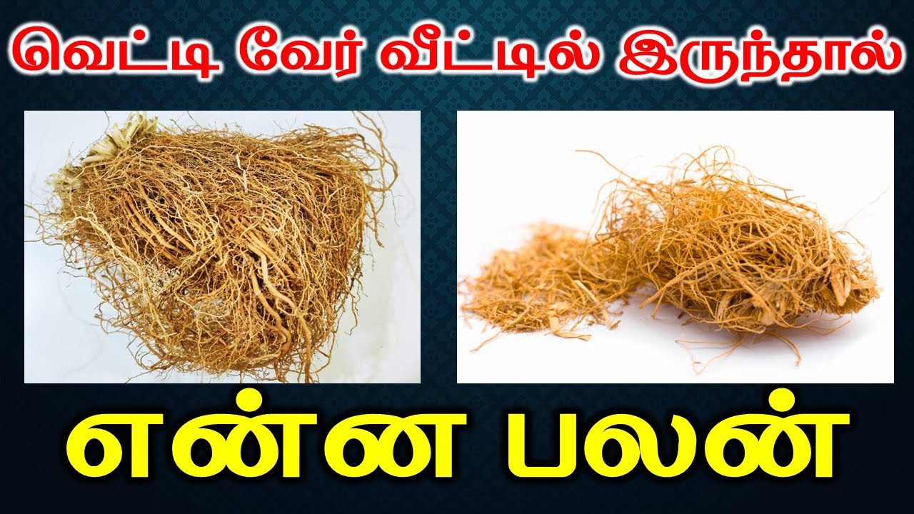 அதிர்ஷ்டம் தரும் வெட்டி வேர் | வெட்டி வேர் வீட்டில் இருந்தால் என்ன பலன் | Lucky root