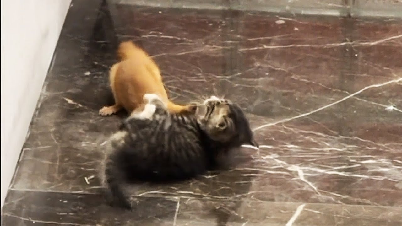 Не кошачья драка! Это ласка напала на котёнка!