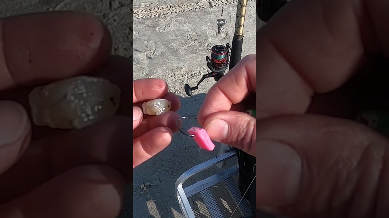How To Bait A Surf Fishing Hook With Cut Shrimp And Fishbites #surffishing #fishbites #beginner