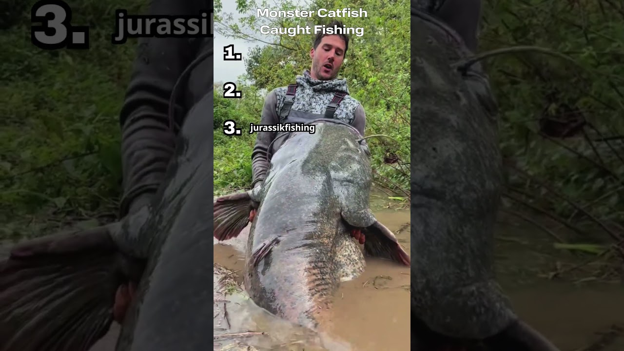 This Catfish Species is MASSIVE! 🐟🎣 