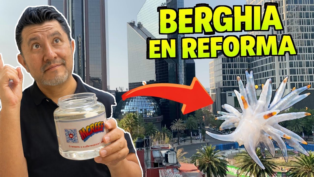Llevé Nudibranquios Berghia a un acuario oculto dentro de un edificio de 8 pisos en Reforma