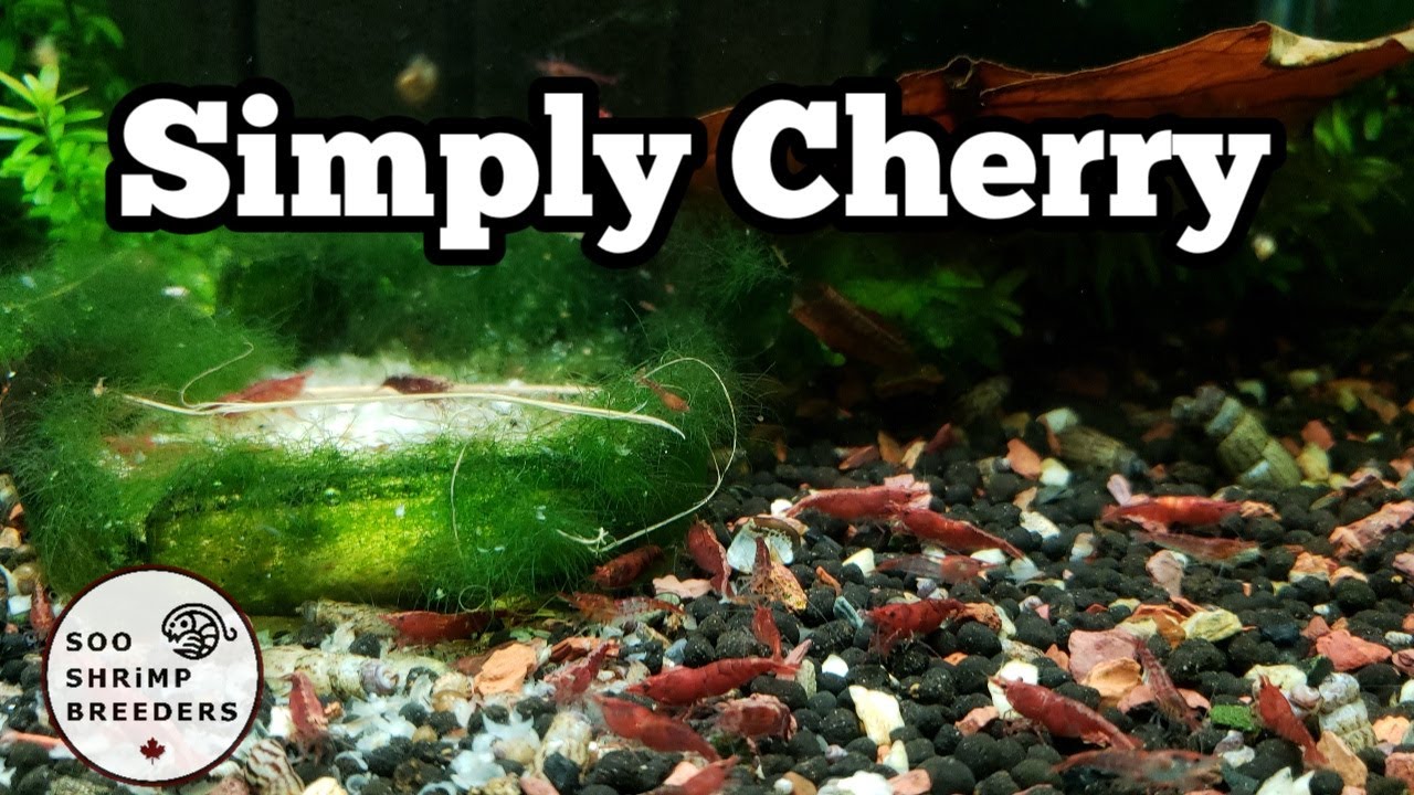 Shrimp Tank Maintenance (Full Cleaning)