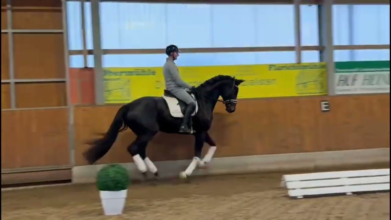Valenzio // Dressage // Va Pensiero // 2021 // Gelding