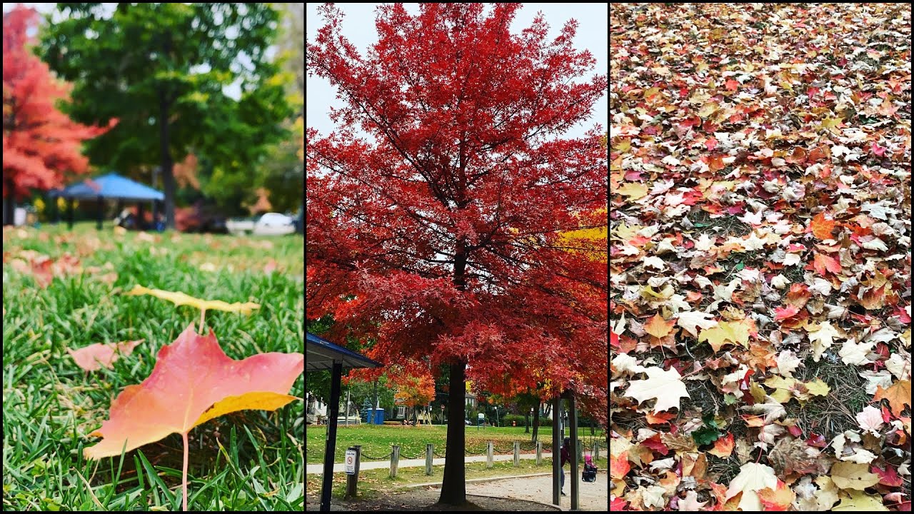 Colors of Fall in Toronto!