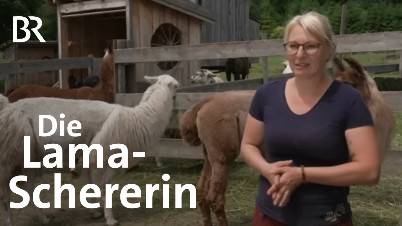Scheren mit Gefühl: Lama-Friseurin Michaela Schelshorn | Schwaben + Altbayern | BR