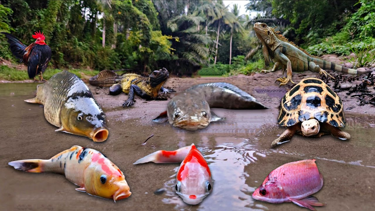 Finding Snakehead Fish, Betta Fish, Iguana, Koi Fish, Goldfish, Tilapia Fish, Turtle, Gecko, Shrimp