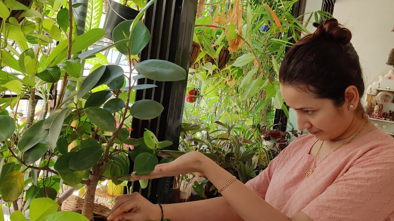 Bharti's balcony garden and Flowering I Insulin plant vs. Diabetologist husband I A garden tour