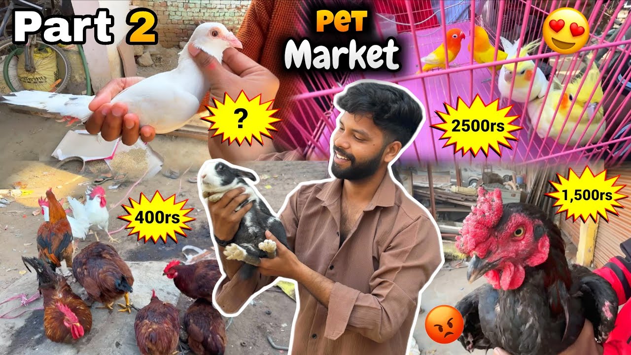 Khurja UP ki Hidden Pet Market 😍 || Part 2 || 