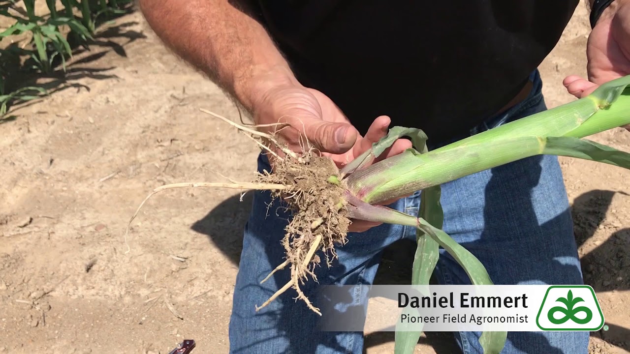 Staging Corn Prior to a Herbicide Application