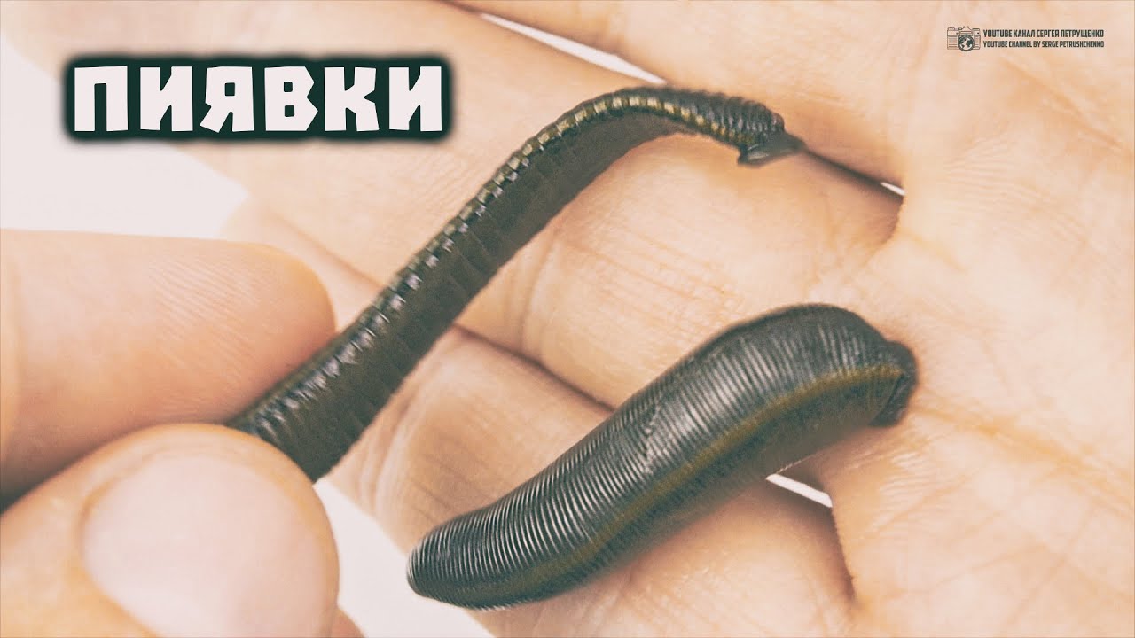 Пиявки. В аквариуме, в медицине, на рыбалке, в метеорологии и в дикой природе. // Clever Cricket