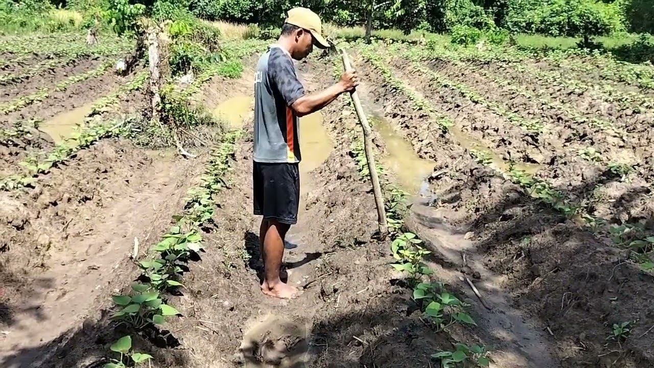 Proses pemupukan ubi jalar setelah 12 hari tanam.#petani #petaniIndonesia #petani kaltim