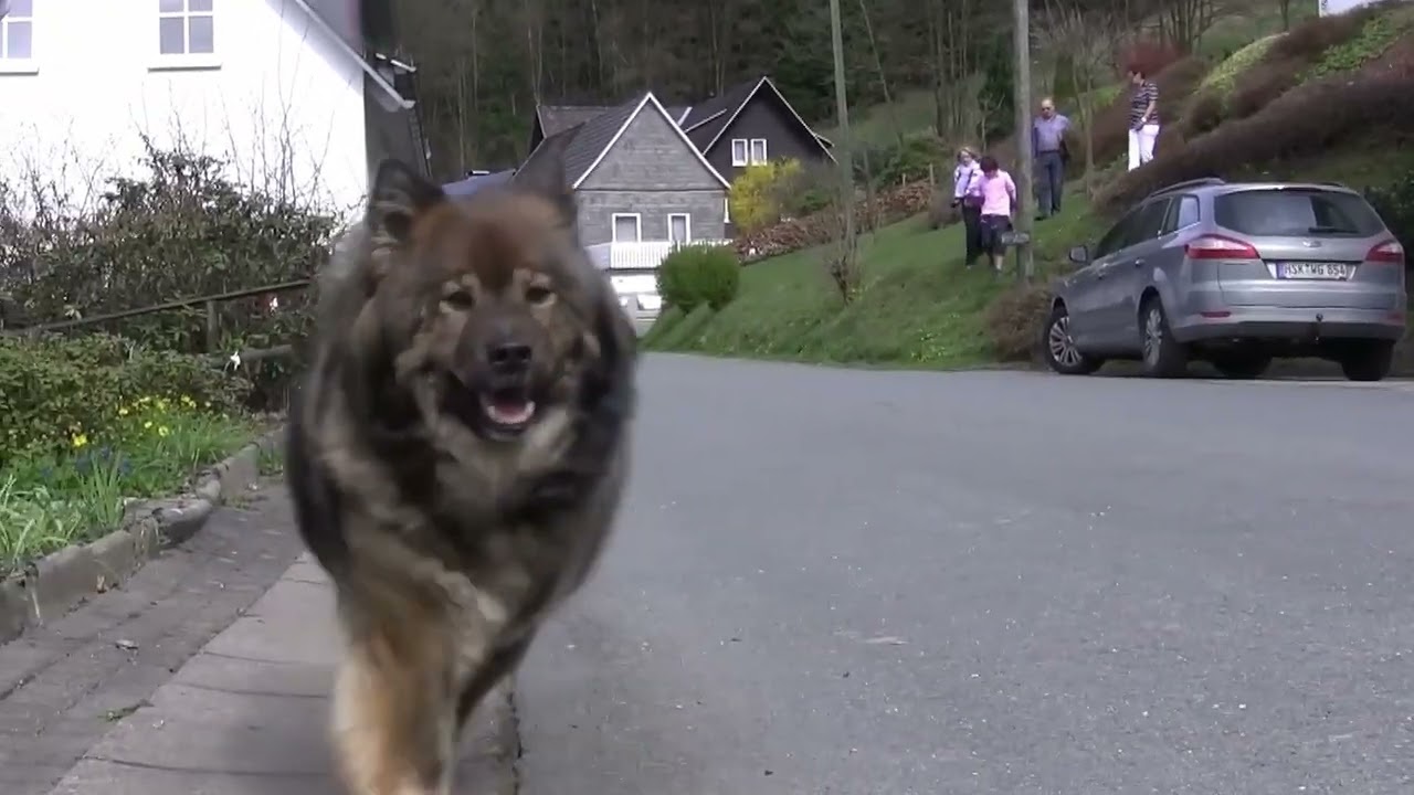 Ayka von Farthen Dur trifft andere Eurasier