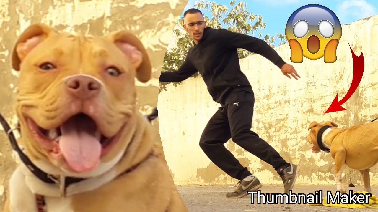 علم كلبك الشراسة (الجزء1) 🔥🐶Part 1) Dressage attaque chien)