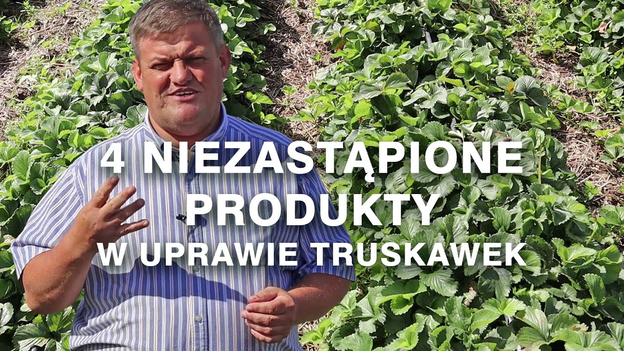 4 produktowe hity w uprawie truskawki - Zbyszek Marek