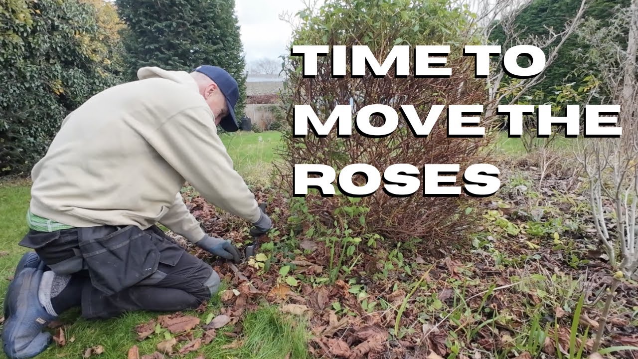 Moving Roses and planting Bulbs  CGD ep47