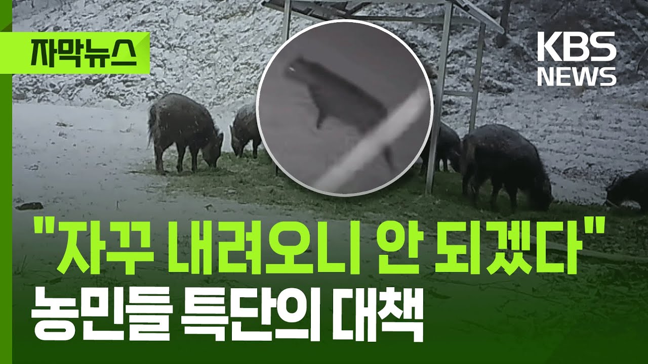 [자막뉴스] 