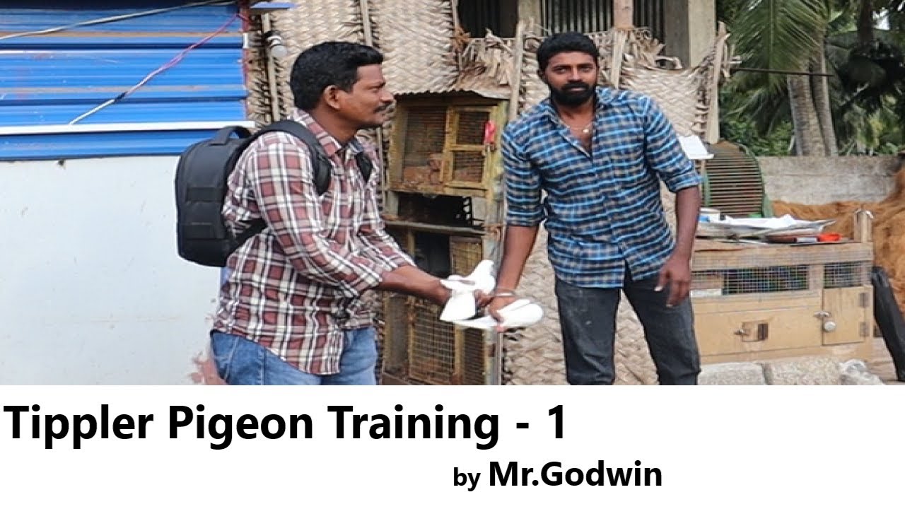 Tippler pigeon training - 1