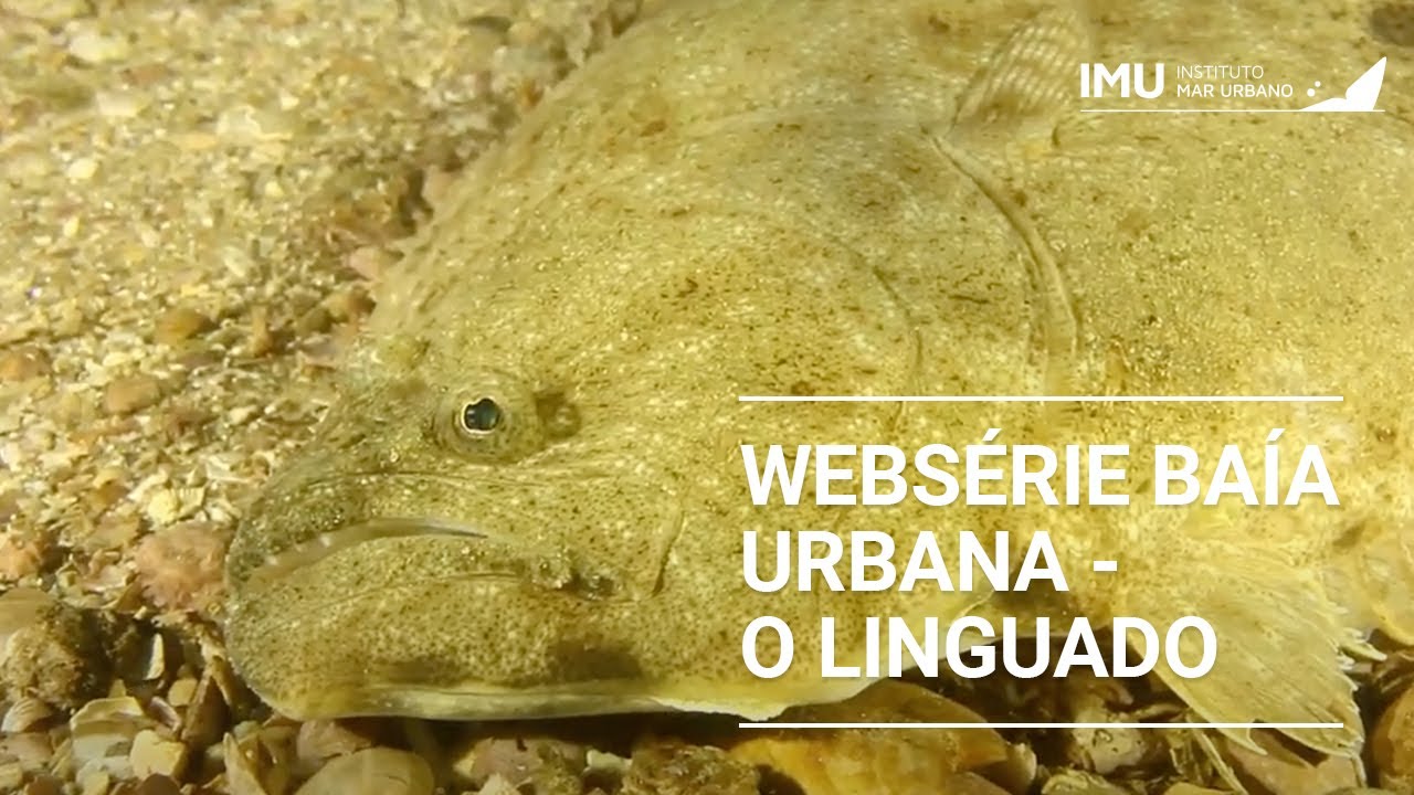 WebSerie Baía Urbana - Episódio 04 - Linguado