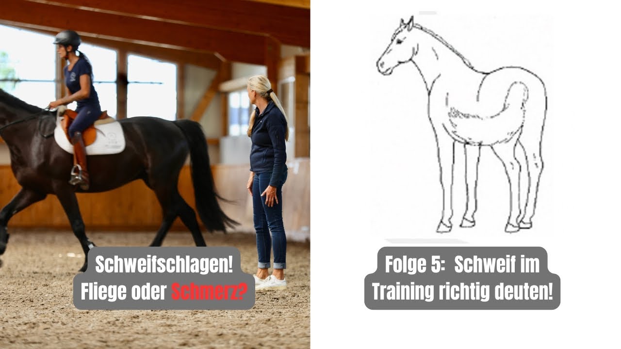 Körpersprache des Pferdes – Folge 5: Schweifbewegungen im Training deuten: Schmerz oder nur Fliegen?