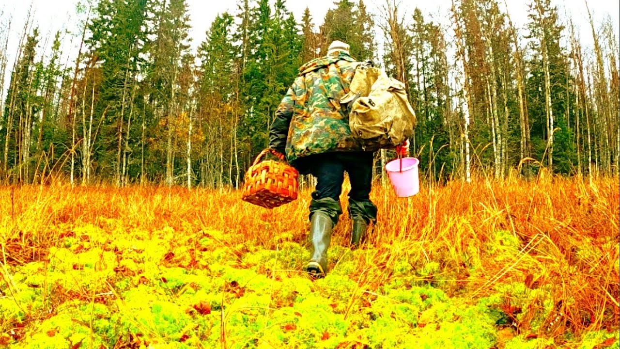 ГРИБНИК НЕ ОЖИДАЛ ТАКИХ СЮРПРИЗОВ! ПОХОД В ТАЙГУ НА БОЛОТО - КЛЮКВА, ЧЕРНИКА, БРУСНИКА И ГРИБЫ 2021